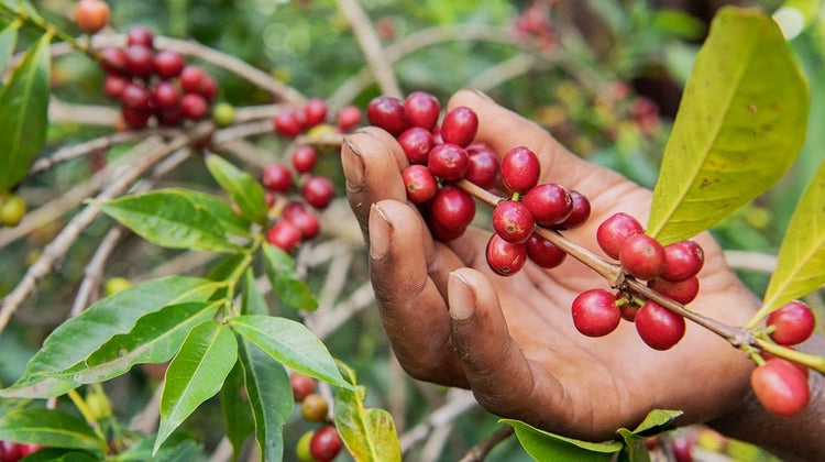 A farmer in Yirgacheffe holds a bough of ripe coffee cherries.